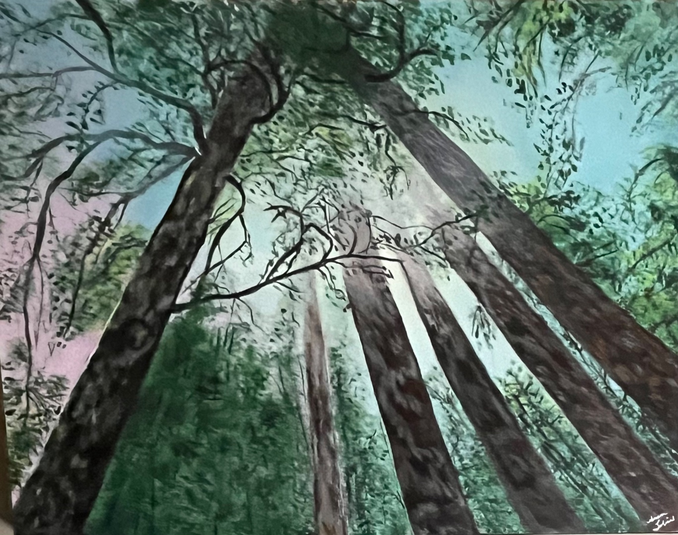 Limitless — looking up through ancient towering trees into the sky